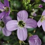 Cardamine raphanifolia flower picture by miriam (cc-by-sa)