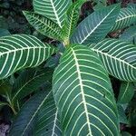 Aphelandra squarrosa leaf picture by Mac-Vicar Garín Duncan (cc-by-sa)