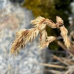 Poa cucullata fruit picture by Fabien Anthelme (cc-by-sa)