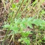 Erodium botrys leaf picture by Prieta Javier (cc-by-sa)