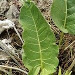 Balsamorhiza careyana leaf picture by Ethan Greer (cc-by-sa)