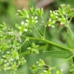 Thalictrum flavum flower picture by Dieter Bausenwein (cc-by-sa)