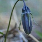 Campanula cochleariifolia fruit picture by Yoan MARTIN (cc-by-sa)