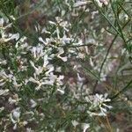 Baccharis neglecta flower picture by Bella Frakes (cc-by-sa)