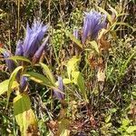 Gentiana asclepiadea habit picture by Bořek Tuček (cc-by-sa)