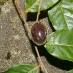 Hirtella triandra fruit picture by Nelson Zamora Villalobos (cc-by-nc)