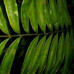 Zamia fairchildiana leaf picture by Nelson Zamora Villalobos (cc-by-nc)