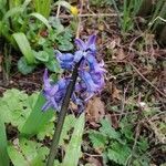 Hyacinthoides non-scripta flower picture by Naïma Dupé-Lahaye (cc-by-sa)