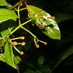 Chrysochlamys psychotriifolia fruit picture by Nelson Zamora Villalobos (cc-by-nc)