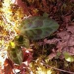 Erythronium oregonum leaf picture by Heather Heather Michele Tovar (cc-by-sa)