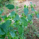 Urtica urens habit picture by Emanuele Santarelli (cc-by-sa)