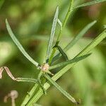 Senecio gallicus leaf picture by Heinz Gass (cc-by-sa)