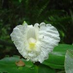 Costus arabicus flower picture by Renato Lima (cc-by-nc-sa)