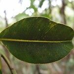 Calophyllum tacamahaca leaf picture by S. Dufour-Kowalski (cc-by-sa)