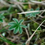 Alchemilla hoppeana leaf picture by arlas (cc-by-sa)