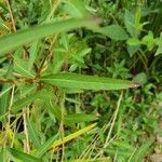 Ludwigia alternifolia leaf picture by Brad Kelley (cc-by-sa)