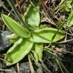 Pinguicula grandiflora leaf picture by Llandrich anna (cc-by-sa)