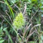 Cynosurus echinatus flower picture by Sastre Oriol (cc-by-sa)