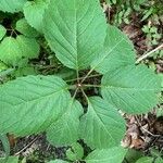 Panax quinquefolius leaf picture by marissa fontaine (cc-by-sa)