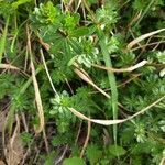 Galium sylvaticum leaf picture by Francesca beccai (cc-by-sa)