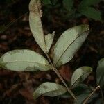 Swartzia leblondii leaf picture by Jean-François Molino (cc-by-sa)