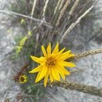 Helianthus occidentalis flower picture by ben vc (cc-by-sa)