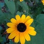 Rudbeckia fulgida flower picture by Mary Emma Heaps (cc-by-sa)