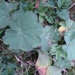 Alchemilla xanthochlora habit picture by Pierre Sosson (cc-by-sa)