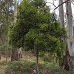 Acacia melanoxylon habit picture by Joshua Gilmore (cc-by-sa)