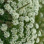 Laserpitium latifolium flower picture by Raphael (cc-by-sa)