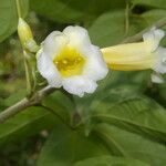 Anemopaegma orbiculatum flower picture by Nelson Zamora Villalobos (cc-by-nc)