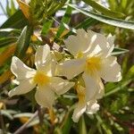 Nerium oleander flower picture by Kathy Steri (cc-by-sa)