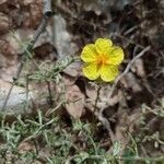 Helianthemum hirtum flower picture by García Calero Cristina (cc-by-sa)