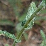 Achillea tomentosa leaf picture by Manuëlle (cc-by-sa)