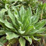 Senecio isabelis leaf picture by Fabien Anthelme (cc-by-sa)