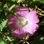 Malva punctata flower picture by Emanuele Santarelli (cc-by-sa)