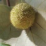 Platanus occidentalis fruit picture by Richard Perales (cc-by-sa)