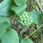 Smilax herbacea fruit picture by Heffner Laura (cc-by-sa)