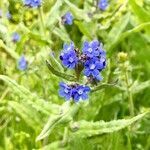 Anchusa azurea leaf picture by Pierluigi Astrologo (cc-by-sa)