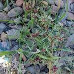 Amaranthus blitoides habit picture by Sergio costantini (cc-by-sa)