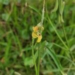 Crotalaria lanceolata flower picture by Flor Alex (cc-by-sa)