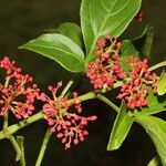 Cissus alata flower picture by Nelson Zamora Villalobos (cc-by-nc)