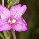 Epilobium tetragonum flower picture by Martin Bishop (cc-by-sa)