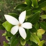 Gardenia urvillei flower picture by helene caze (cc-by-sa)