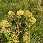 Angelica archangelica flower picture by Carla Hartl (cc-by-sa)