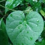 Ipomoea triloba leaf picture by Chandru Chawla (cc-by-sa)