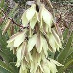 Yucca baccata fruit picture by Daniel Barthelemy (cc-by-nc)