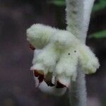 Sideritis canariensis flower picture by bas yves (cc-by-sa)