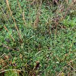 Lupinus colombiensis habit picture by Fabien Anthelme (cc-by-sa)