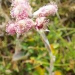 Antennaria dioica flower picture by greg weber (cc-by-sa)